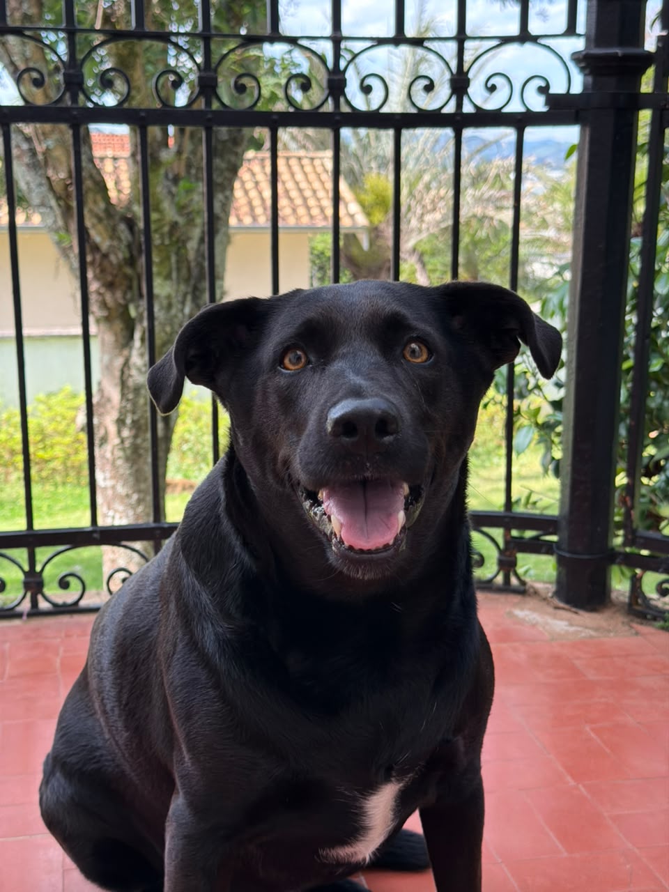 Athena, mascote